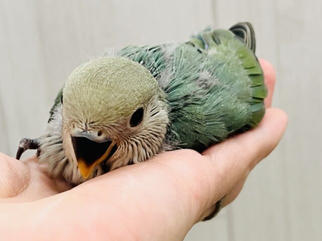 絶妙カラーが素敵でしょ💚小桜インコのシーグリーンのヒナが入舎しました♡ 絶妙カラーが素敵でしょ💚小桜インコのシーグリーンのヒナが入舎しました♡