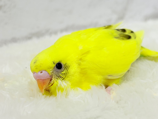 上目遣いに思わずうっとり( ◜ω◝ )♥セキセイインコ(黄色ハルクイン) ヒナ 上目遣いに思わずうっとり( ◜ω◝ )♥セキセイインコ(黄色ハルクイン) ヒナ