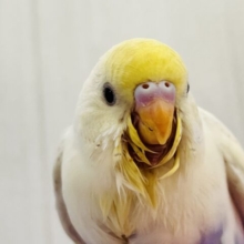 激レア‼︎あわあわ🫧セキセイインコのパステル４色ハルクイン🌟