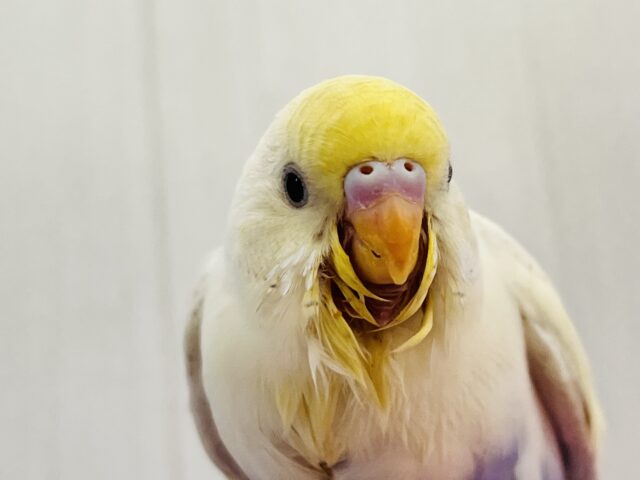 激レア‼︎あわあわ🫧セキセイインコのパステル4色ハルクイン🌟 激レア‼︎あわあわ🫧セキセイインコのパステル4色ハルクイン🌟