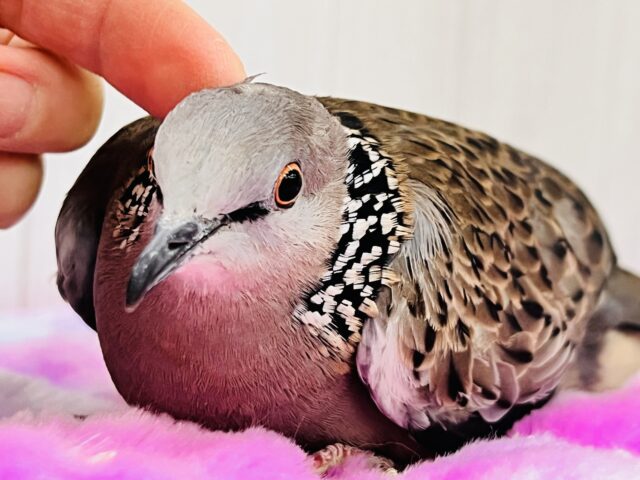 珍鳩🌟オシャレ番長💖鹿の子バト入舎しました! 珍鳩🌟オシャレ番長💖鹿の子バト入舎しました!