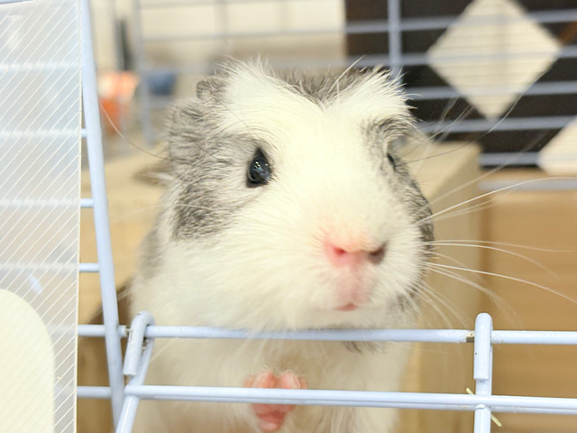【最新画像更新🪄】僕にはかっこいい王冠があるんだ🐹👑✨クレステッドモルモット(男の子) 【最新画像更新🪄】僕にはかっこいい王冠があるんだ🐹👑✨クレステッドモルモット(男の子)