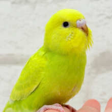 【最新画像・動画更新🪄】キラキラおめめに映る世界🐣🌎💫セキセイインコ(スパングル) ヒナ