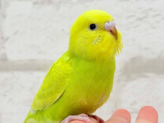 【最新画像・動画更新🪄】キラキラおめめに映る世界🐣🌎💫セキセイインコ(スパングル) ヒナ 【最新画像・動画更新🪄】キラキラおめめに映る世界🐣🌎💫セキセイインコ(スパングル) ヒナ