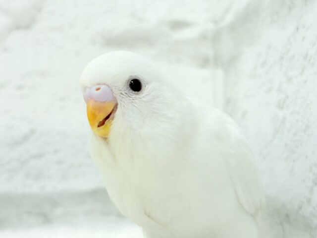 【最新画像・動画更新🪄】ホワイトペンギンちゃん🐧🤍セキセイインコ(アルビノ) ヒナ 【最新画像・動画更新🪄】ホワイトペンギンちゃん🐧🤍セキセイインコ(アルビノ) ヒナ