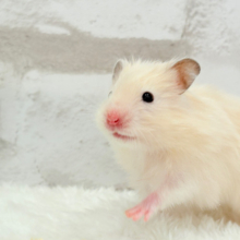 ふんわり柔らか🐹🍨🫧サテンハムスター(クリーム) 女の子