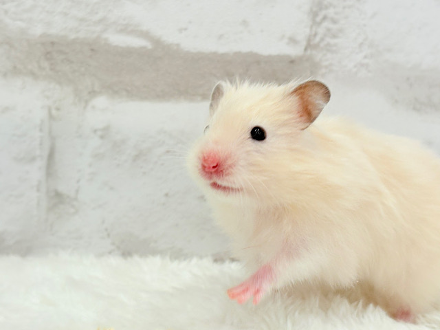 ふんわり柔らか🐹🍨🫧サテンハムスター(クリーム) 女の子 ふんわり柔らか🐹🍨🫧サテンハムスター(クリーム) 女の子