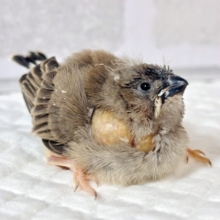 キンカチョウ  ヒナ  (｡･ө･｡)🪶