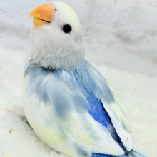 【最新画像更新🪄】真っ白でふんわりクリーミー🐣🧁💛コザクラインコ(ブルーオパーリンパイド) ヒナ