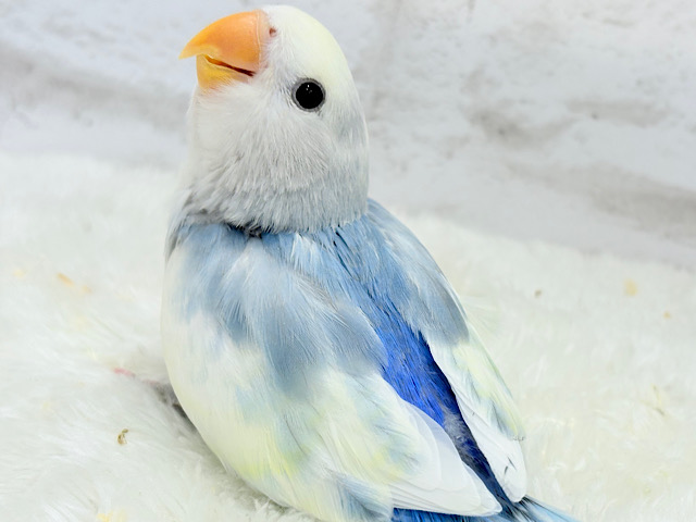 【最新画像更新🪄】真っ白でふんわりクリーミー🐣🧁💛コザクラインコ(ブルーオパーリンパイド) ヒナ 【最新画像更新🪄】真っ白でふんわりクリーミー🐣🧁💛コザクラインコ(ブルーオパーリンパイド) ヒナ