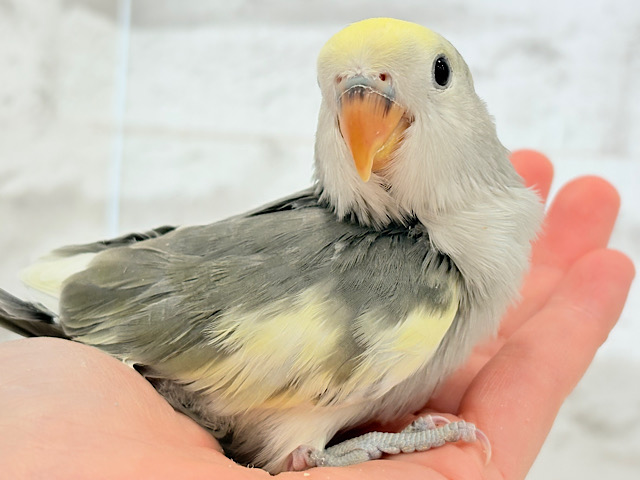 【最新画像更新🪄】美しのきゅるるんeye🐣🫧コザクラインコ(モーブパイド) ヒナ 【最新画像更新🪄】美しのきゅるるんeye🐣🫧コザクラインコ(モーブパイド) ヒナ