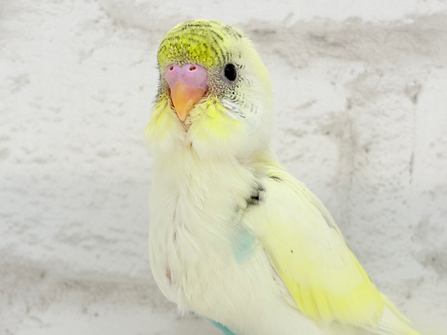 【最新画像更新🪄】好奇心旺盛アイドル🐣🪅セキセイインコ(クリームハルクイン) ヒナ 【最新画像更新🪄】好奇心旺盛アイドル🐣🪅セキセイインコ(クリームハルクイン) ヒナ