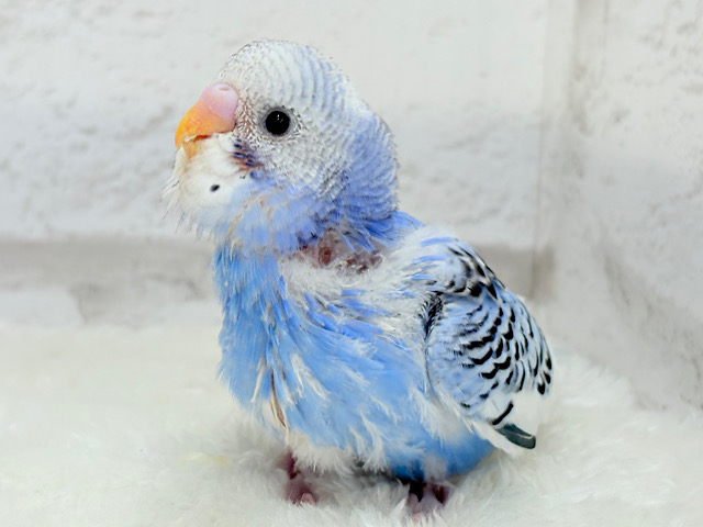 【最新画像更新🪄】にっこり笑顔がチャームポイント💫セキセイインコ(パイド) ヒナ 【最新画像更新🪄】にっこり笑顔がチャームポイント💫セキセイインコ(パイド) ヒナ