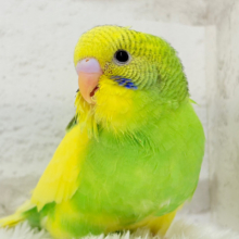 【最新画像・動画更新🪄】ビビットカラーにメッロメロ♡♥♡セキセイインコ(パイド) ヒナ