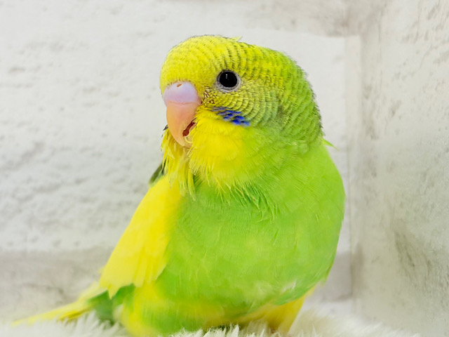 【最新画像・動画更新🪄】ビビットカラーにメッロメロ♡♥♡セキセイインコ(パイド) ヒナ 【最新画像・動画更新🪄】ビビットカラーにメッロメロ♡♥♡セキセイインコ(パイド) ヒナ