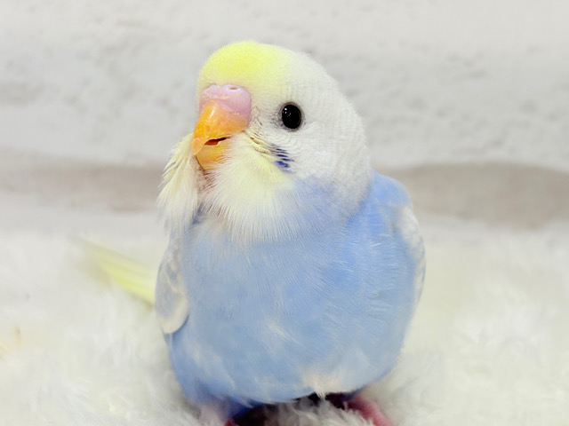 【最新画像更新🪄】フラワー畑の天使ちゃん🐣🪻セキセイインコ(パステルレインボーパイド) ヒナ 【最新画像更新🪄】フラワー畑の天使ちゃん🐣🪻セキセイインコ(パステルレインボーパイド) ヒナ