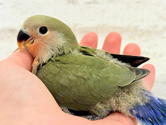 【最新画像更新🪄】これぞ定番☆ラブバード🐣💖コザクラインコ(ノーマル) ヒナ 【最新画像更新🪄】これぞ定番☆ラブバード🐣💖コザクラインコ(ノーマル) ヒナ