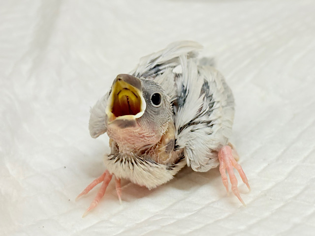 アピール力なら負けませんっ☆シルバー文鳥 ヒナ アピール力なら負けませんっ☆シルバー文鳥 ヒナ
