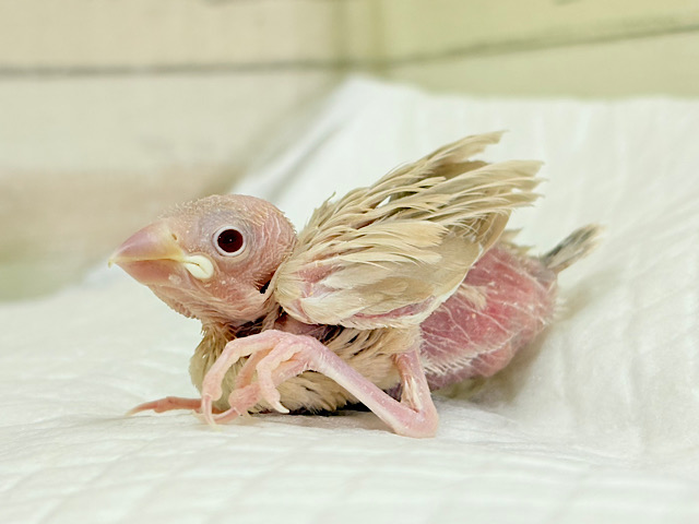 ふんわりカラー🫧赤目の天使🐣🤎シナモン文鳥 ヒナ ふんわりカラー🫧赤目の天使🐣🤎シナモン文鳥 ヒナ