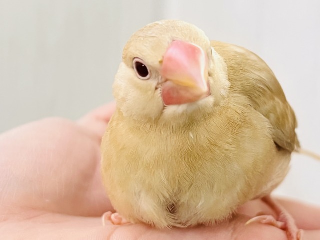 画像更新☆きなこカラーで優しい色味✨シナモン文鳥さん入荷しました❤️ 画像更新☆きなこカラーで優しい色味✨シナモン文鳥さん入荷しました❤️