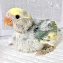 コザクラインコ  ブルーパイド  💙🪷* ゚