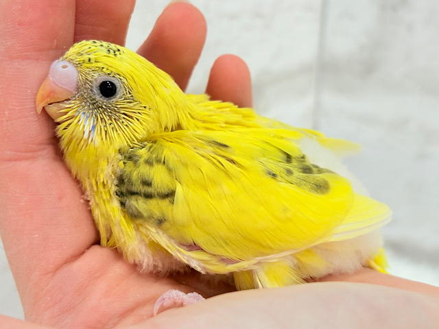 唯一無二☆ピヨピヨ歌うのりたまちゃん🐣💛セキセイインコ(黄色ハルクイン) ヒナ 唯一無二☆ピヨピヨ歌うのりたまちゃん🐣💛セキセイインコ(黄色ハルクイン) ヒナ