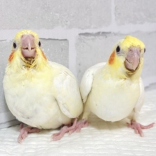 オカメインコ  ルチノー 2羽🐥🐥☀️｡°