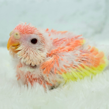 フルーツ国のわた毛ヒナちゃん🐣🍑💖アキクサインコ(ルビノー) ヒナ