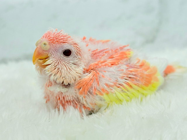 フルーツ国のわた毛ヒナちゃん🐣🍑💖アキクサインコ(ルビノー) ヒナ フルーツ国のわた毛ヒナちゃん🐣🍑💖アキクサインコ(ルビノー) ヒナ