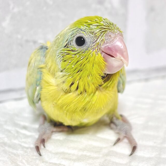 マメルリハ パステルイエローグリーンSPターコイズ 男の子 🍋🌿✨️ マメルリハ