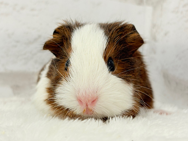 プリティーベイビーフェイス🐹💖イングリッシュモルモット(女の子) プリティーベイビーフェイス🐹💖イングリッシュモルモット(女の子)