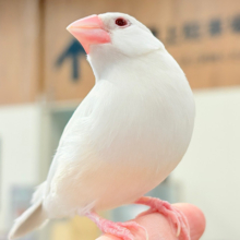【最新画像更新🪄】文鳥界のアイドル誕生🐥🍬シルバーイノ文鳥