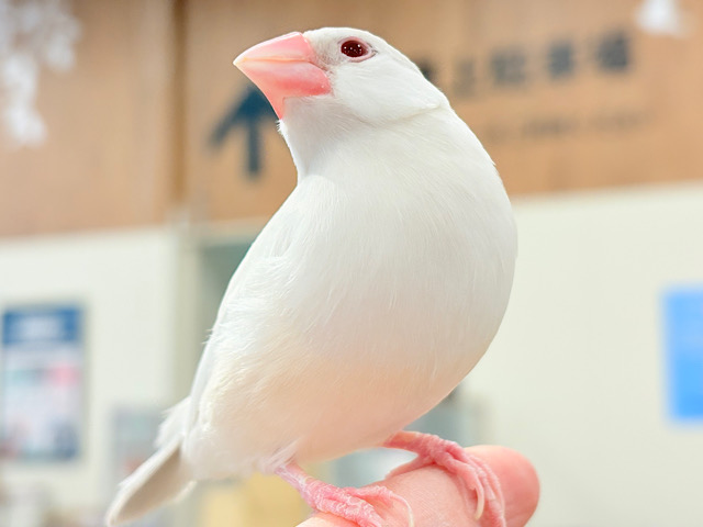 【最新画像更新🪄】文鳥界のアイドル誕生🐥🍬シルバーイノ文鳥 【最新画像更新🪄】文鳥界のアイドル誕生🐥🍬シルバーイノ文鳥