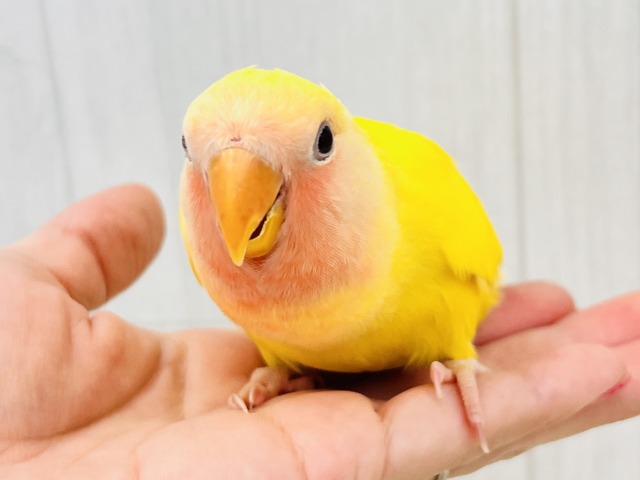 画像更新☆パッと花咲き🌼赤ら顔のまっきっき💛小桜インコのルチノー🌟 画像更新☆パッと花咲き🌼赤ら顔のまっきっき💛小桜インコのルチノー🌟
