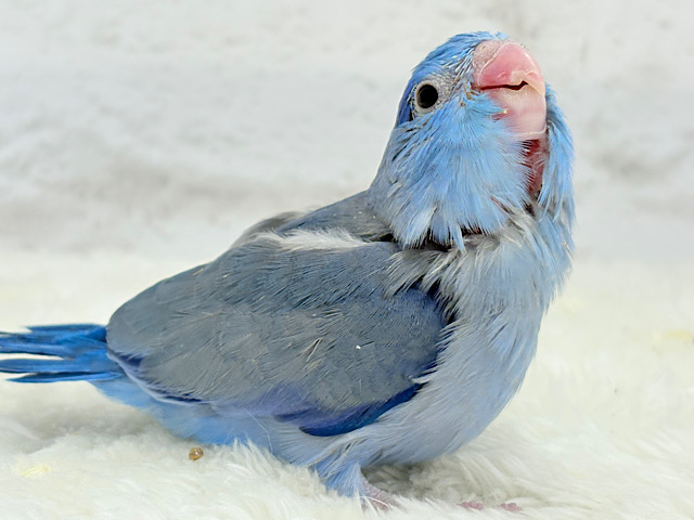 【最新画像更新🪄】表情豊か♡おめめがキレイ🐥💫マメルリハ(コバルト) 男の子 ヒナ 【最新画像更新🪄】表情豊か♡おめめがキレイ🐥💫マメルリハ(コバルト) 男の子 ヒナ