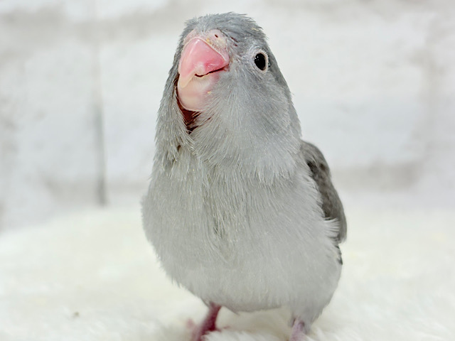 【最新画像更新🪄】カッコイイ&カワイイの合わせ技🐥🩶マメルリハ(モーブ) ヒナ 【最新画像更新🪄】カッコイイ&カワイイの合わせ技🐥🩶マメルリハ(モーブ) ヒナ