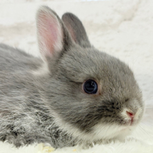 動くお人形さん🐰💙ネザーランドドワーフ(ブルーマーチン)男の子