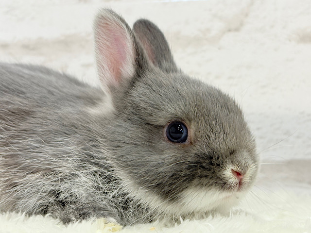 動くお人形さん🐰💙ネザーランドドワーフ(ブルーマーチン)男の子 動くお人形さん🐰💙ネザーランドドワーフ(ブルーマーチン)男の子