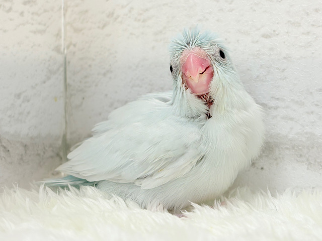 儚げアイスブルー🐣🩵マメルリハ(アメリカンホワイト) 女の子 ヒナ 儚げアイスブルー🐣🩵マメルリハ(アメリカンホワイト) 女の子 ヒナ