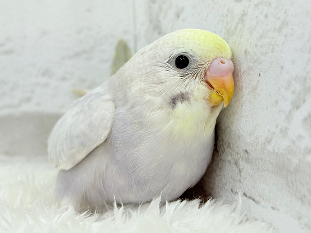 神秘的で目を引く美しさ🫧セキセイインコ(イエローフェイスライラック) ヒナ 神秘的で目を引く美しさ🫧セキセイインコ(イエローフェイスライラック) ヒナ