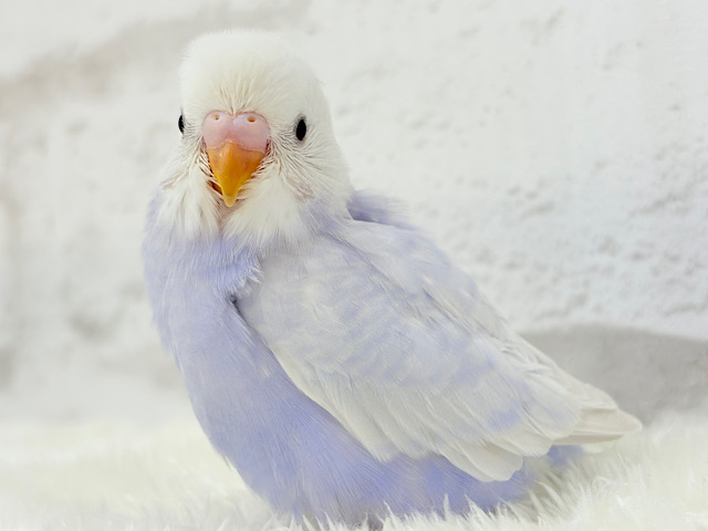 麗しい💜目を奪われる美しさ𖤐 ̖́-セキセイインコ(ライラック) ヒナ 麗しい💜目を奪われる美しさ𖤐 ̖́-セキセイインコ(ライラック) ヒナ
