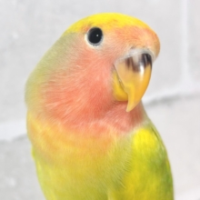 コザクラインコ タイガーチェリー  🐯💗