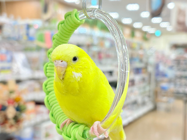 【最新画像更新🪄】ムチッと♡優しいジャンボちゃん🐥🪅ジャンボセキセイインコ(ダブルファクター) 【最新画像更新🪄】ムチッと♡優しいジャンボちゃん🐥🪅ジャンボセキセイインコ(ダブルファクター)