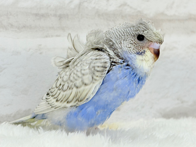 【最新画像更新🪄】魅力たくさんカッパちゃん🐣🌀梵天セキセイインコ(スパングル) ヒナ 【最新画像更新🪄】魅力たくさんカッパちゃん🐣🌀梵天セキセイインコ(スパングル) ヒナ