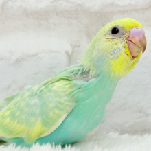 【最新画像更新🪄】お昼寝大好き♡しゅわっとメロン🍈💚セキセイインコ(パステルカラーレインボー) ヒナ