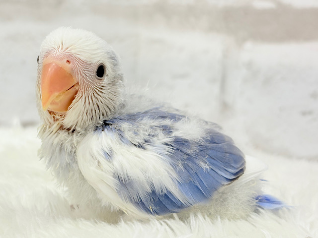 【最新画像更新🪄】わくわくどきどき♡コザクラインコ(バイオレットオパーリンパイド) ヒナ 【最新画像更新🪄】わくわくどきどき♡コザクラインコ(バイオレットオパーリンパイド) ヒナ