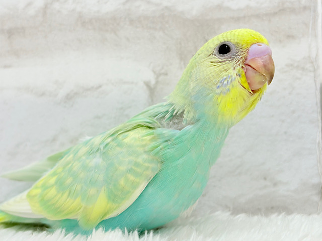 【最新画像更新🪄】お昼寝大好き♡しゅわっとメロン🍈💚セキセイインコ(パステルカラーレインボー) ヒナ 【最新画像更新🪄】お昼寝大好き♡しゅわっとメロン🍈💚セキセイインコ(パステルカラーレインボー) ヒナ