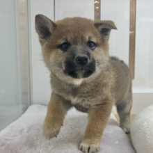 グラマラスボディーが魅力♡柴犬ちゃん！