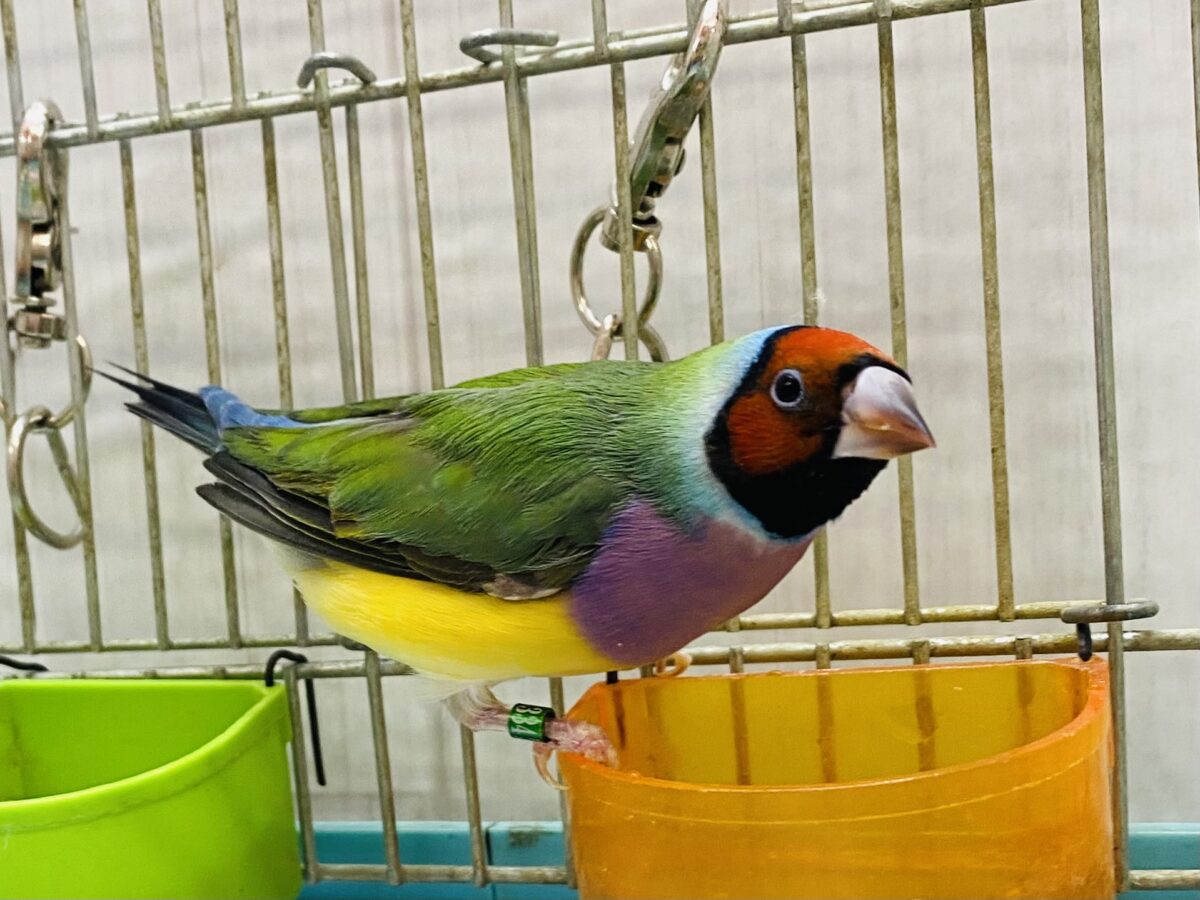 最新画像有ります🙌和風美形！コキン鳥ヒナさん来ました〜