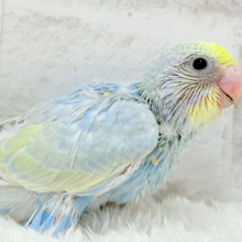すっきり爽やか🫧しゅわっとソーダ🍾🧊セキセイインコ(パステルレインボー) ヒナ